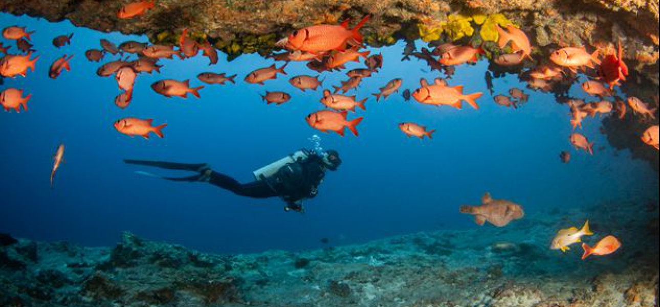 Die Inseln von Tahiti gewinnen den BOOT Dive Award 2026 als beste Tauchdestination